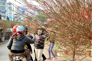 Hoa đào Tết xuống phố